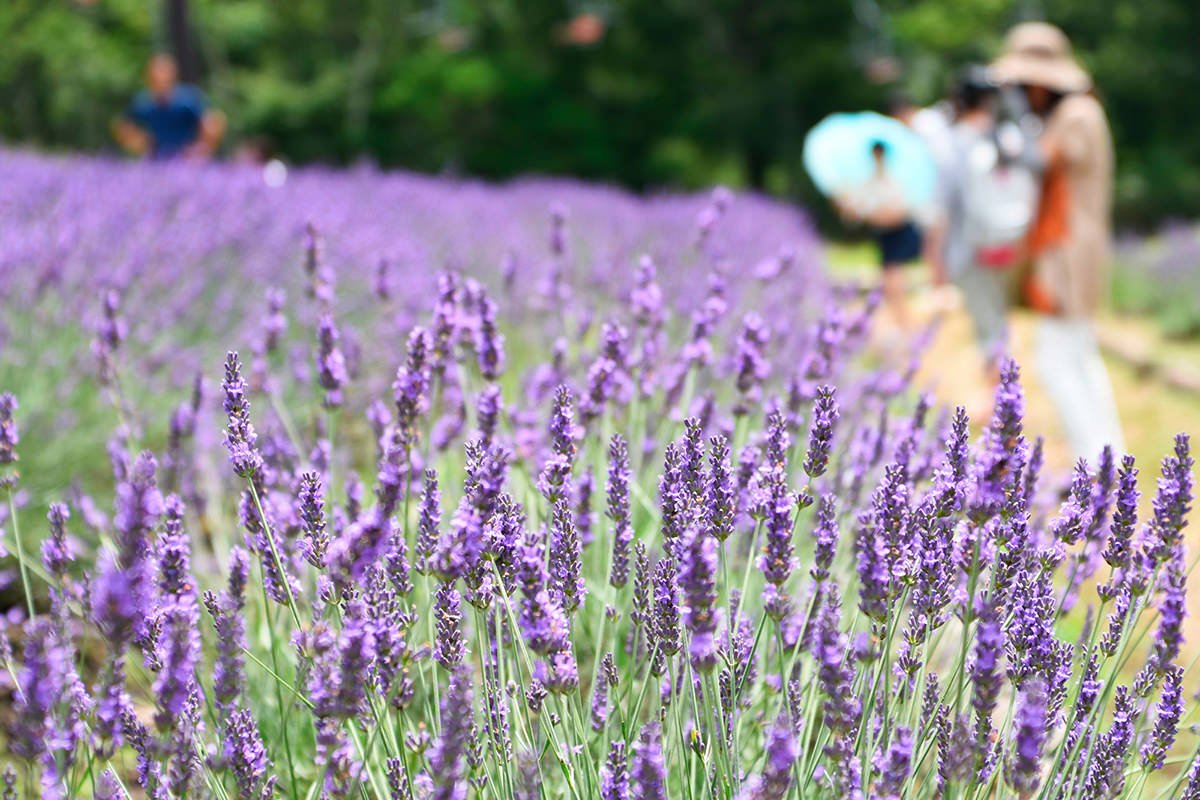 🏂 탐바라 스키 파크(たんばらスキーパーク) 이미지 6